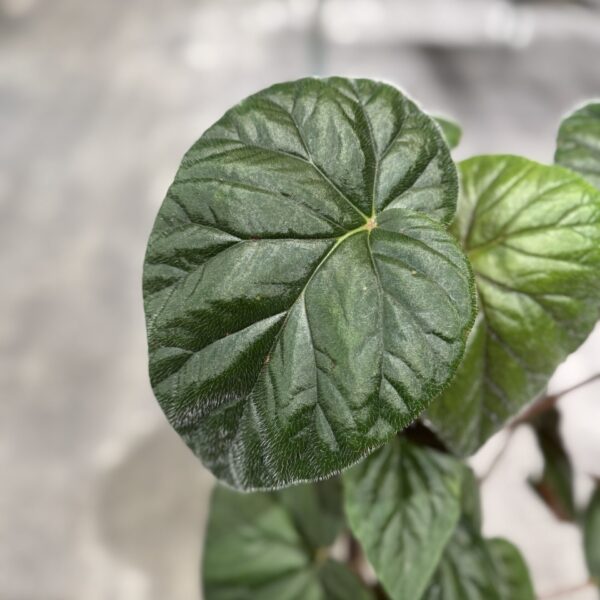 Oldemor Begonia