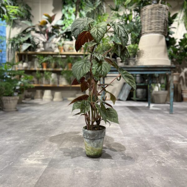 Oldemor Begonia - Happyflower.dk