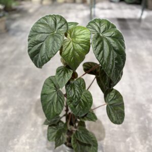 Oldemor Begonia