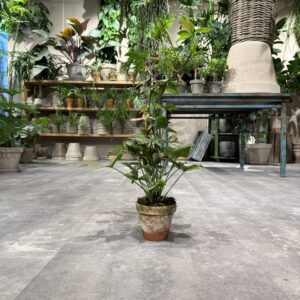 Syngonium - Happyflower-dk
