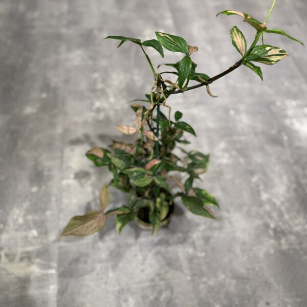 Syngonium