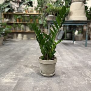 Zamia Kulkas - Happyflower-dk