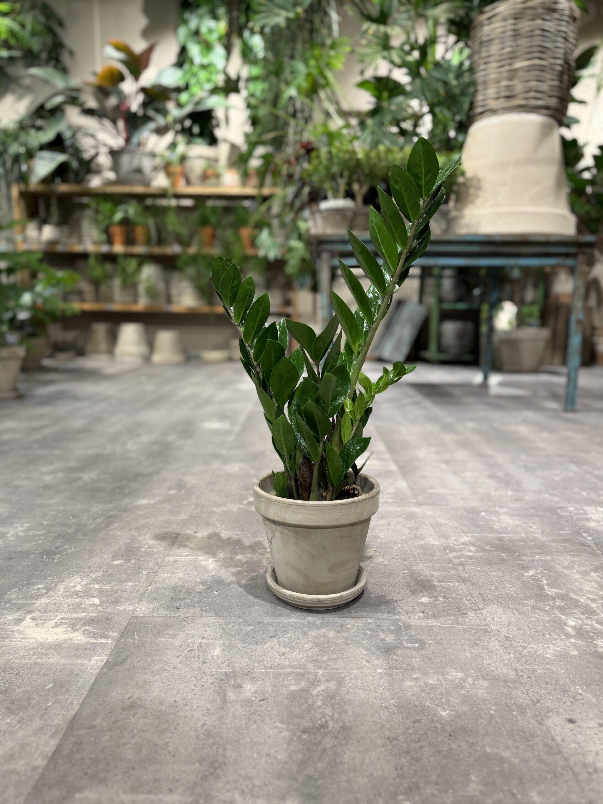 Zamia Kulkas - Happyflower-dk