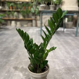 Zamia Kulkas