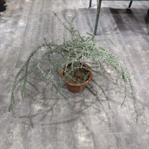 Alluaudia Humbertii