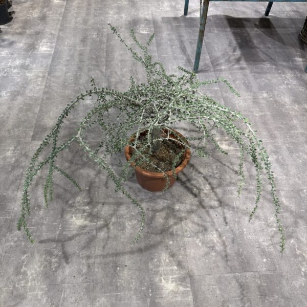 Alluaudia Humbertii