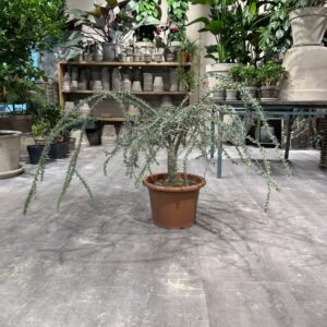 Alluaudia Humbertii - Happyflower-dk