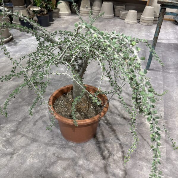 Alluaudia Humbertii