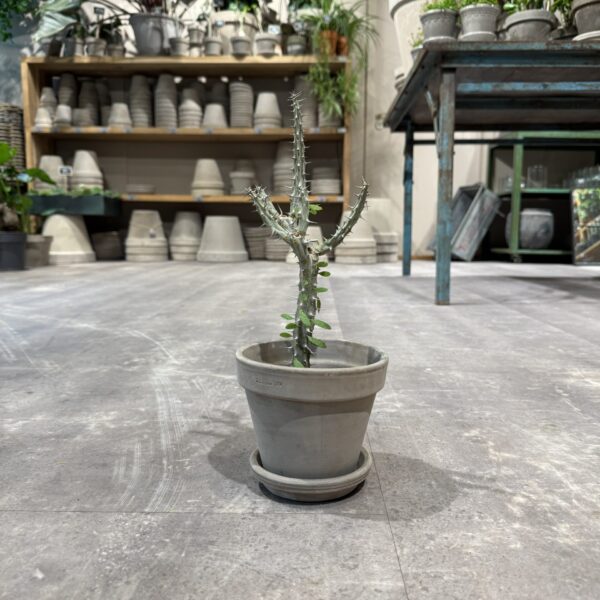 Alluaudia Procera - Happyflower-dk