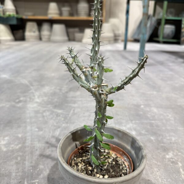 Alluaudia Procera