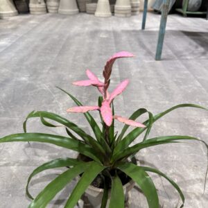 Bromelia