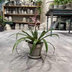 Bromelia - Happyflower-dk