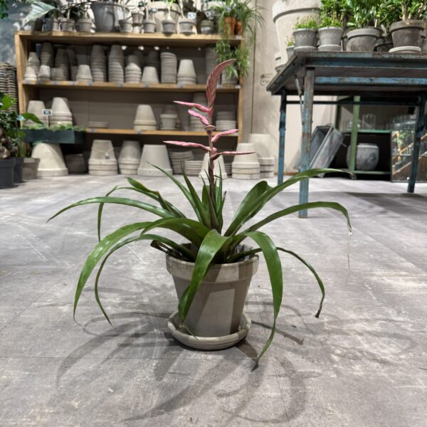 Bromelia - Happyflower-dk