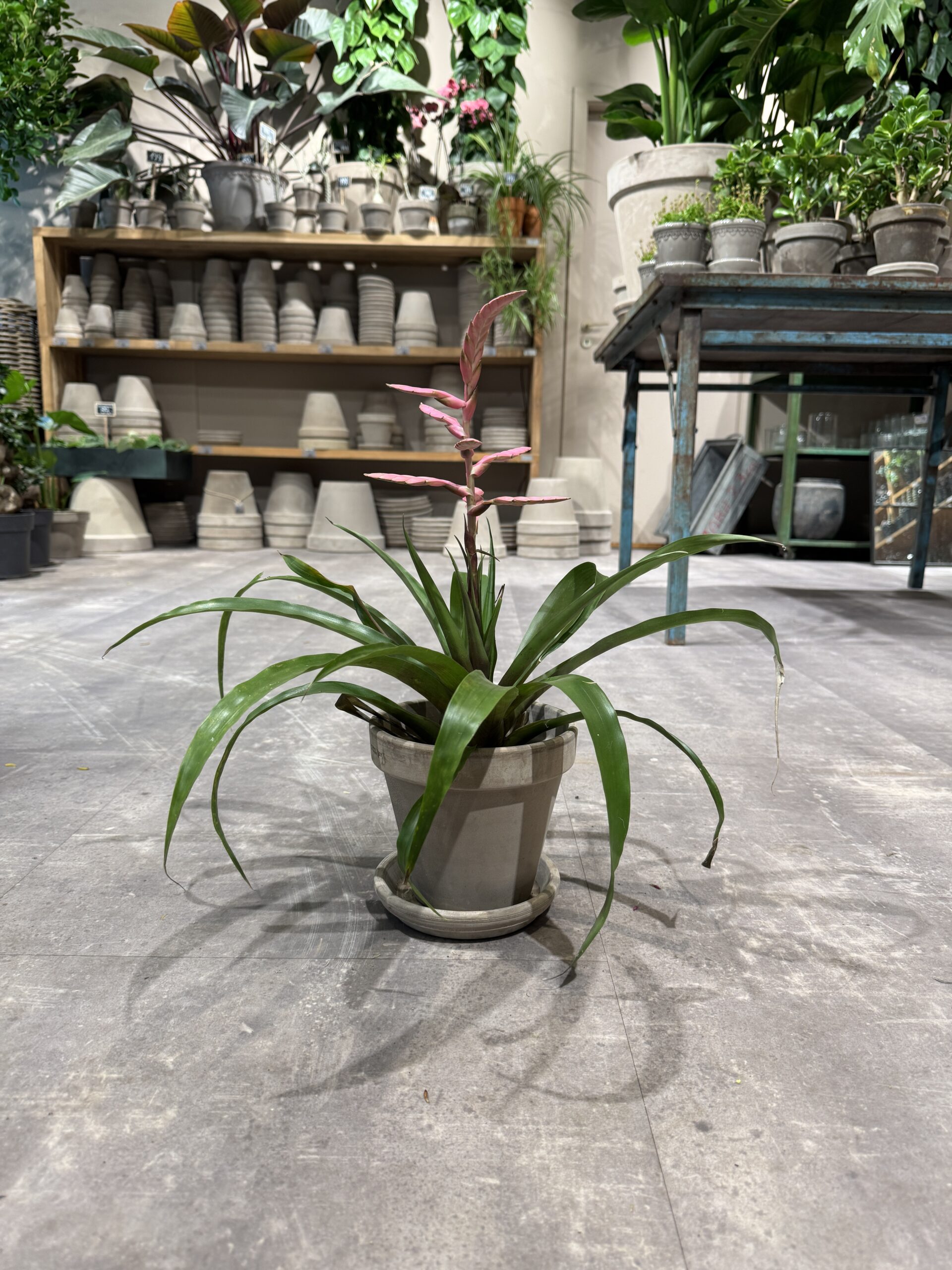 Bromelia - Happyflower-dk