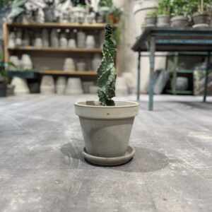 Cereus Jamacaru Spiralis - Happyflower-dk