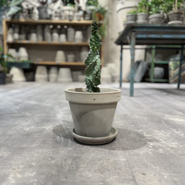 Cereus Jamacaru Spiralis - Happyflower-dk