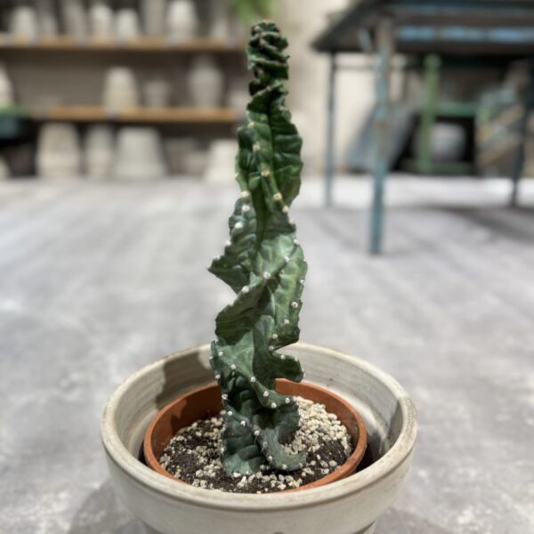 Cereus Jamacaru Spiralis
