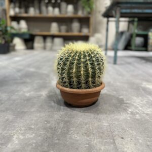 Echinocactus Grusonii - Guldkugle - Happyflower-dk