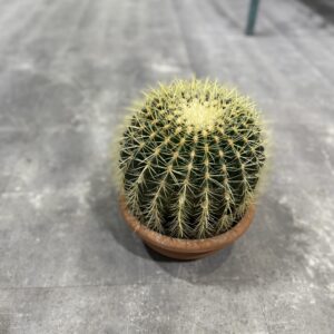 Echinocactus Grusonii - Guldkugle