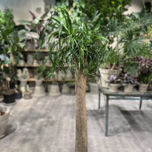 Elefantfod (Beaucarnea)