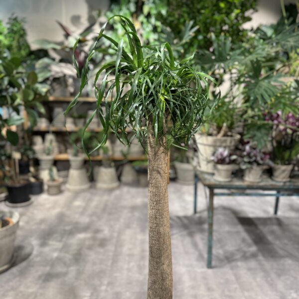 Elefantfod (Beaucarnea)