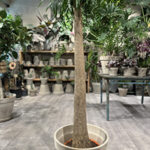 Elefantfod (Beaucarnea)