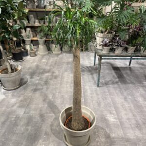 Elefantfod (Beaucarnea)