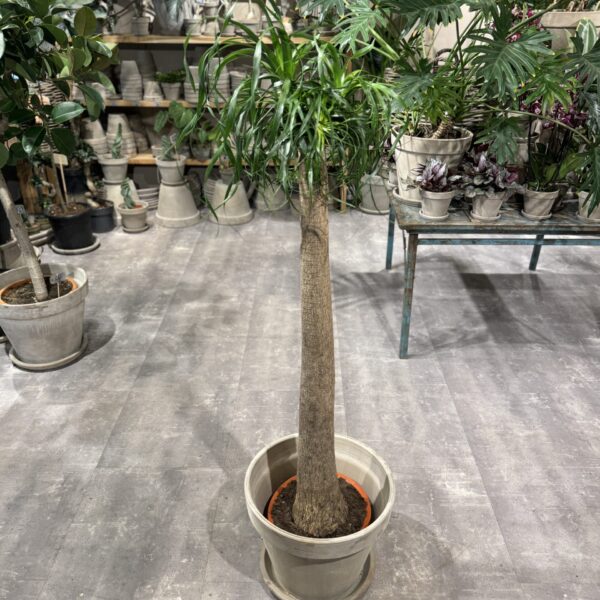 Elefantfod (Beaucarnea)
