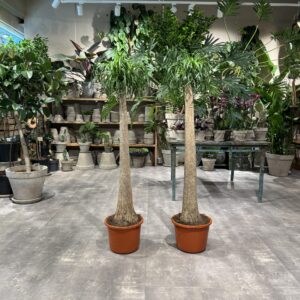 Elefantfod (Beaucarnea)