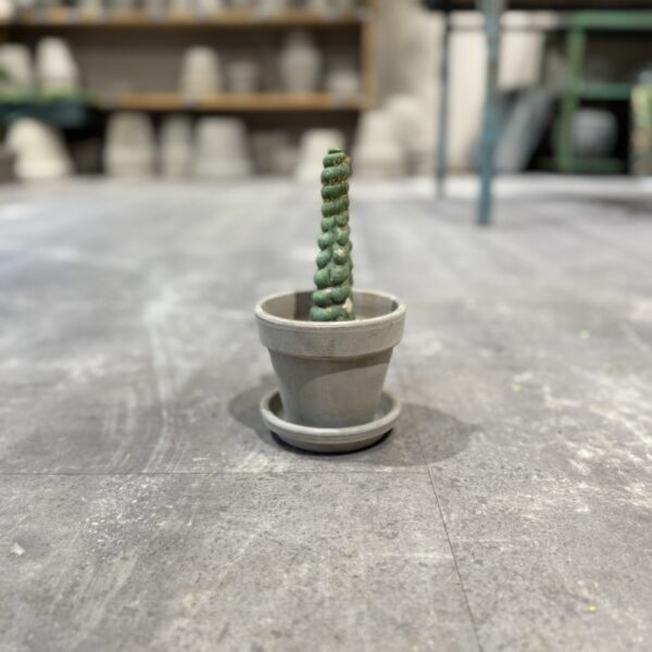 Eulychina Castanea Spiralis - Happyflower-dk