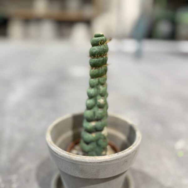 Eulychina Castanea Spiralis