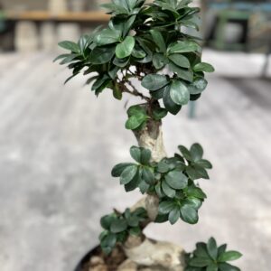 Ficus Ginseng