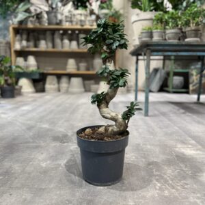 Ficus Ginseng - Stueplante - Happyflower-dk