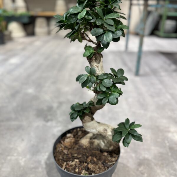 Ficus Ginseng