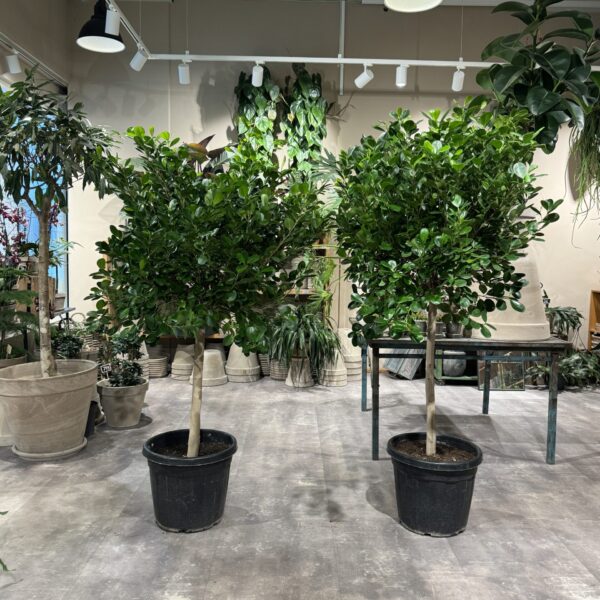 Ficus Microcarpa