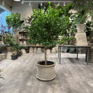Ficus Microparca - Stueplanter billigt - Happyflower-dk
