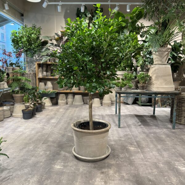 Ficus Microparca - Stueplanter billigt - Happyflower-dk