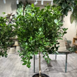 Ficus Microcarpa