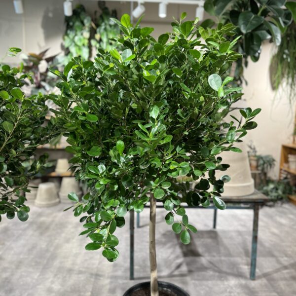 Ficus Microcarpa