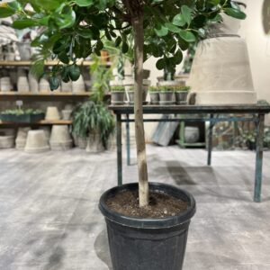 Ficus Microcarpa