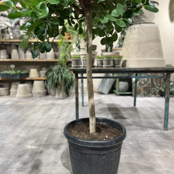 Ficus Microcarpa