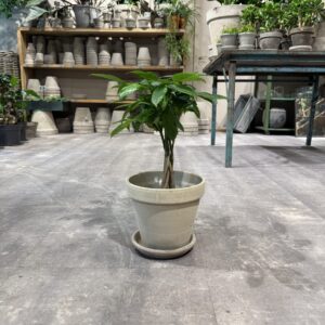 Lykkekastanje - Happyflower-dk