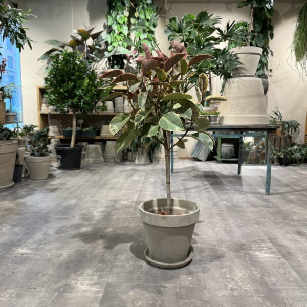 Opstammet Ficus Belize - Happyflower-dk