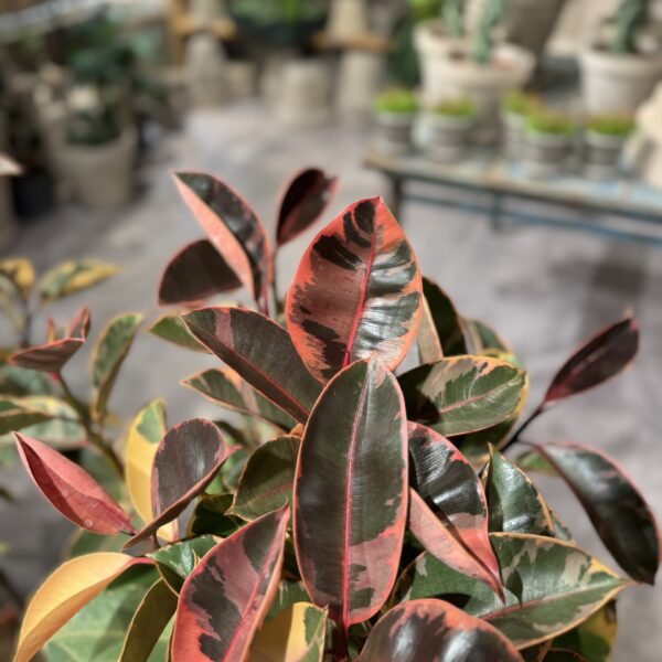 Opstammet Ficus Belize