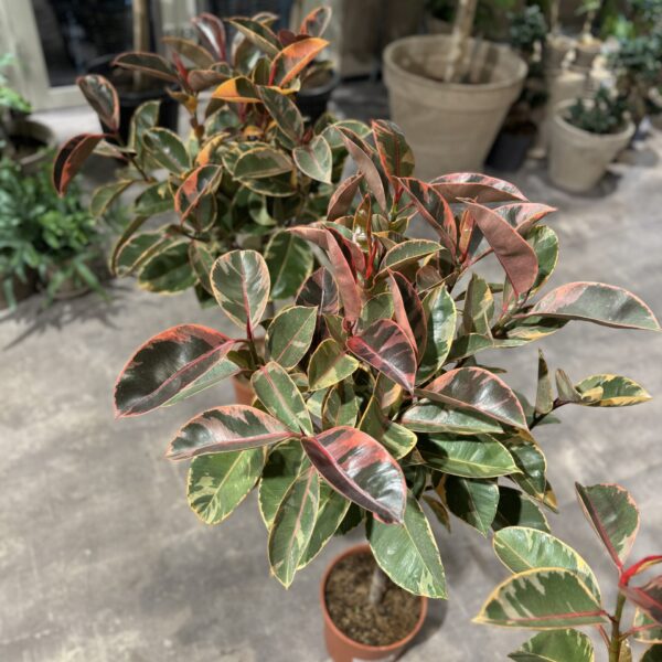 Opstammet Ficus Belize