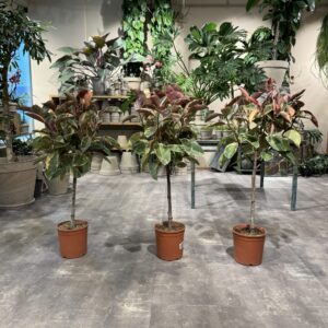 Opstammet Ficus Belize