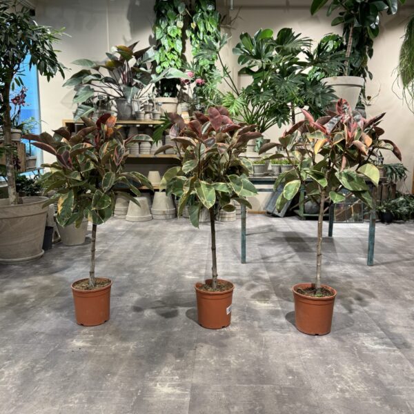 Opstammet Ficus Belize