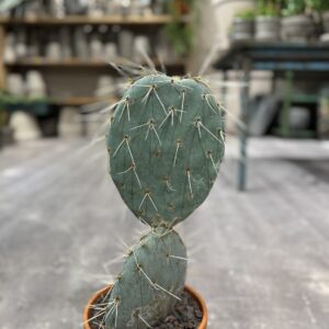 Opuntia Maxima