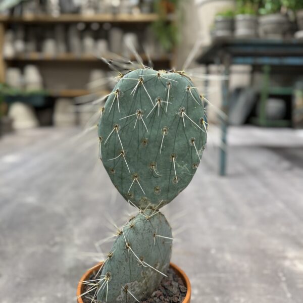Opuntia Maxima