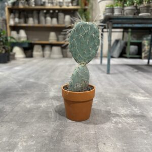 Opuntia Maxima - Happyflower-dk
